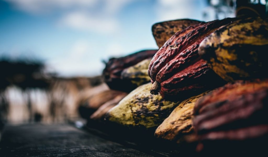 Cacao seeds