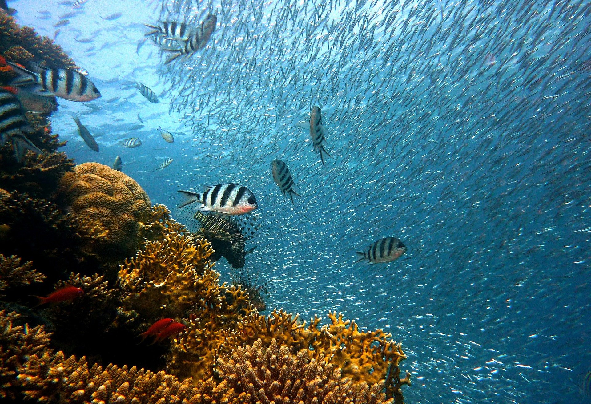 Coral and fish in the sea 