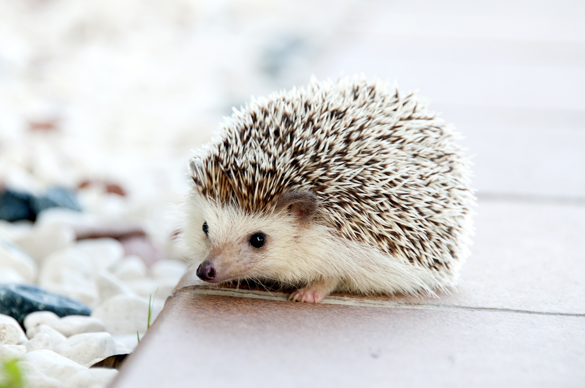 The Declining UK Hedgehog Population - Exeposé Online