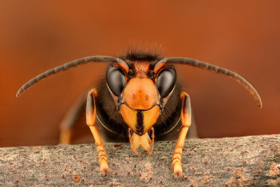 Image of Asian hornet facing onlooker