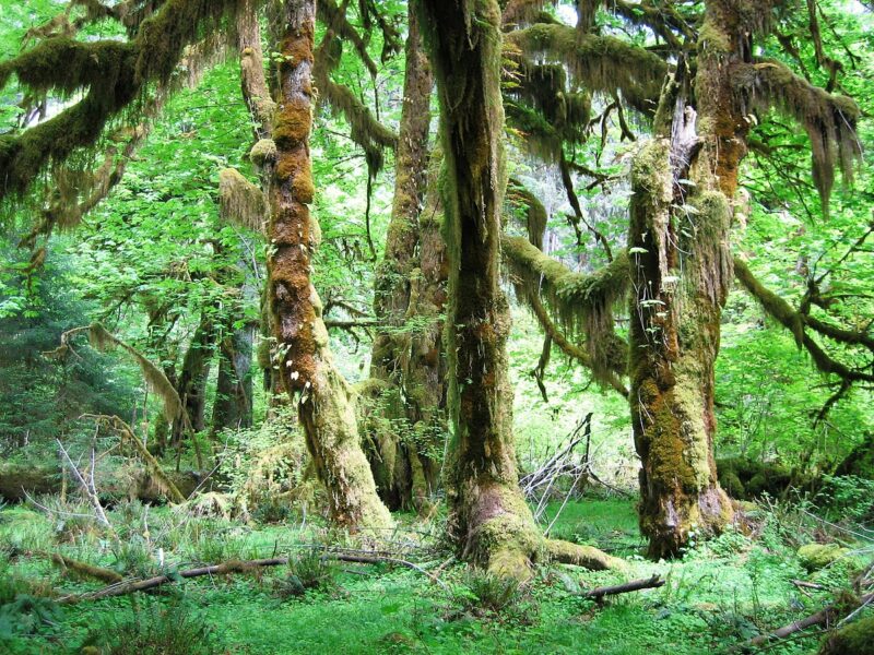 Mossy trees in a rainforest